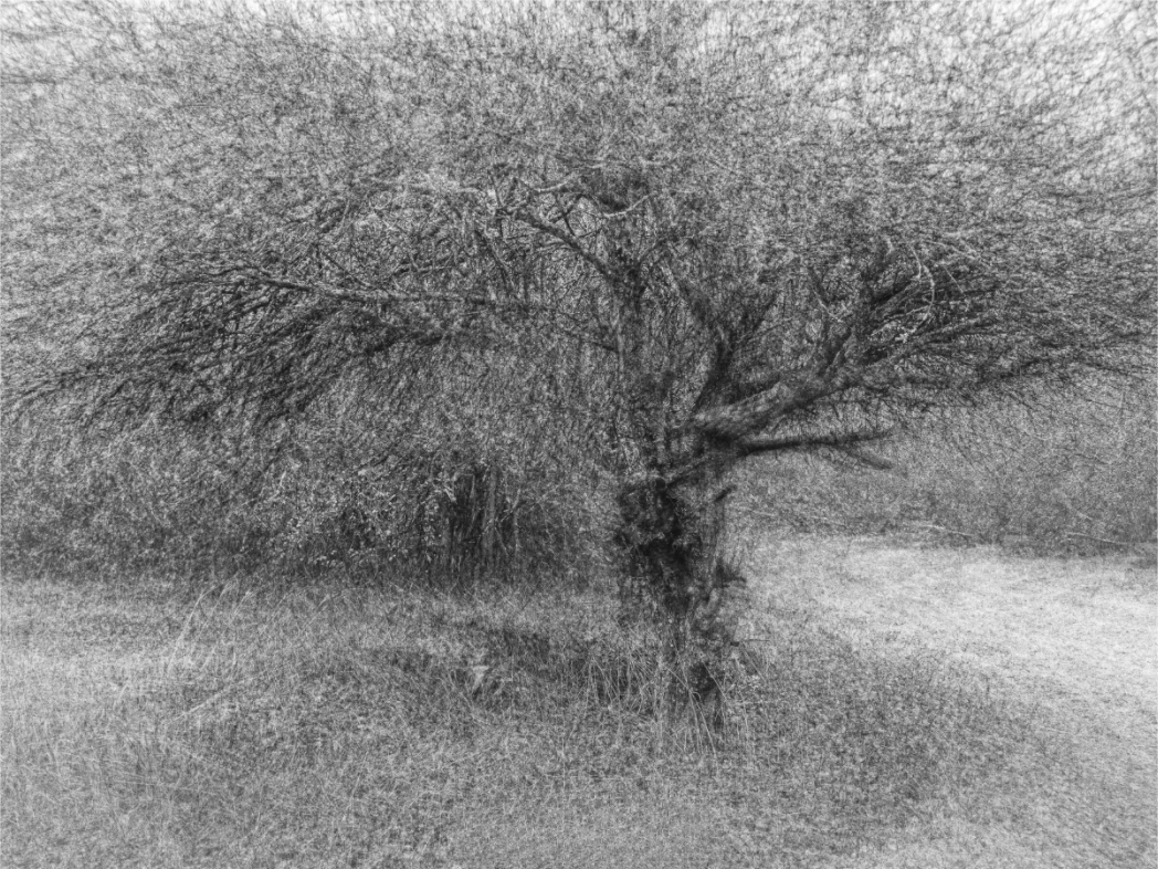 Main image Dreamlike vision #13 - Vision onirique #13