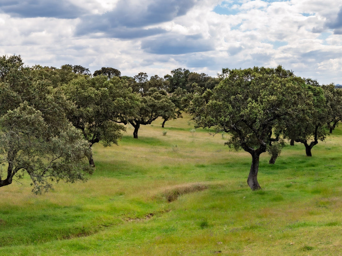 La dehesa espagnole, un paysage façonné par l’homme et la nature