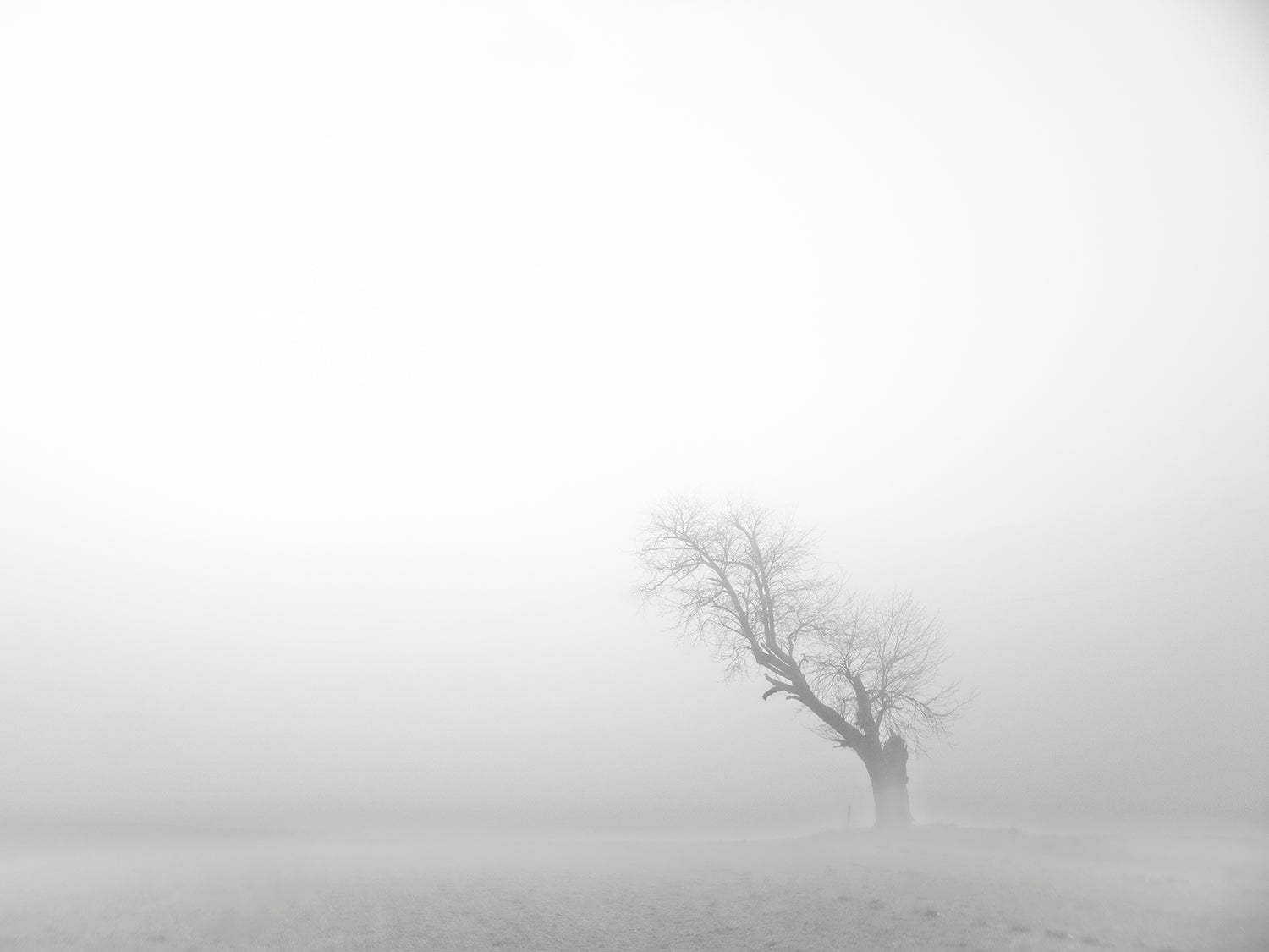 ᅠᅠArbres et solitudes