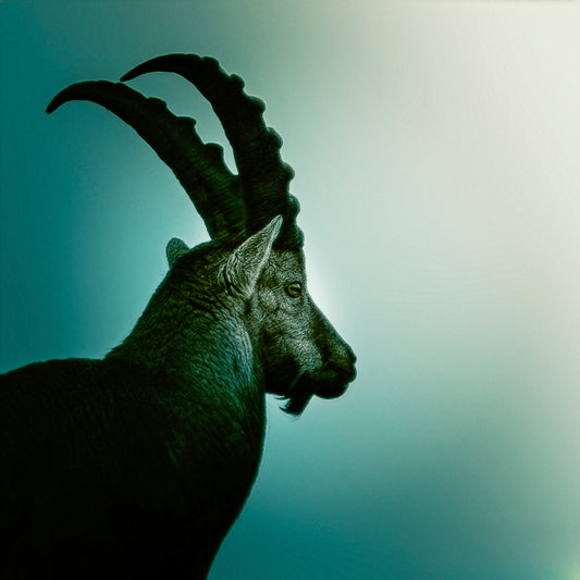 Main image Animal #2 Poster Photo Artistique pour Décoration Murale