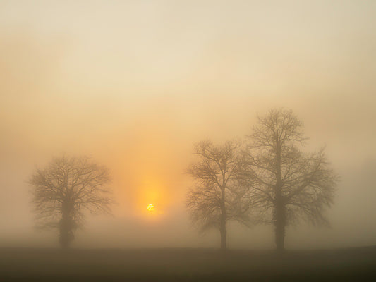 Brume dorée au lever du soleil – Trois arbres dans la lumière