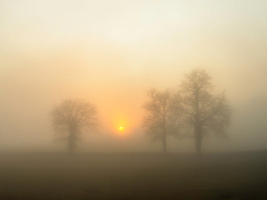 Brume dorée au lever du soleil – Trois arbres dans la lumière