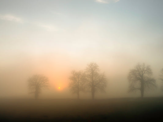 Brume dorée au lever du soleil – Trois arbres dans la lumière