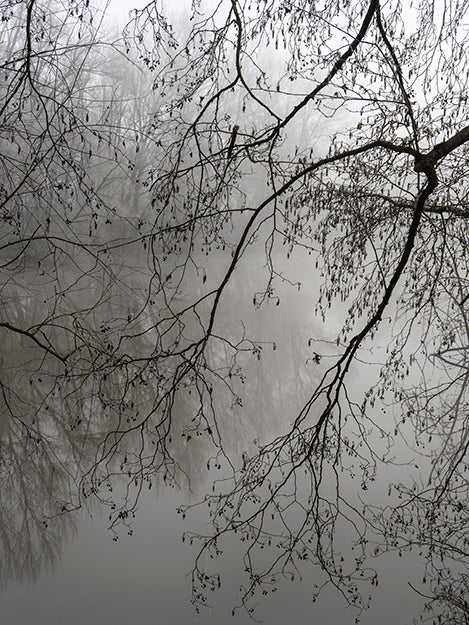 Dentelle de branches dans la brume