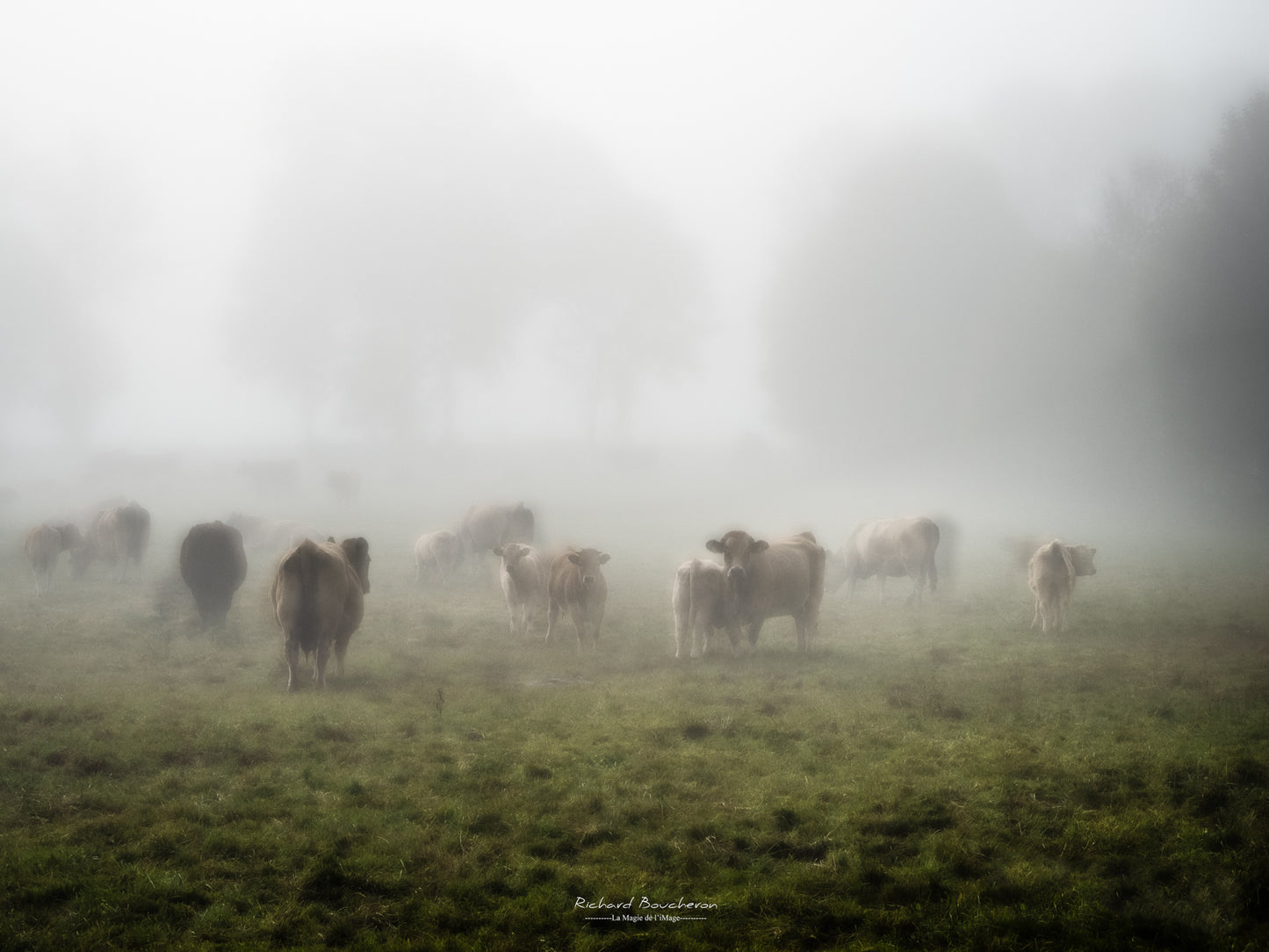 Brume Matinale et Troupeau Paisible | Tirage Photo Fine Art