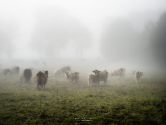 Brume Matinale et Troupeau Paisible | Tirage Photo Fine Art