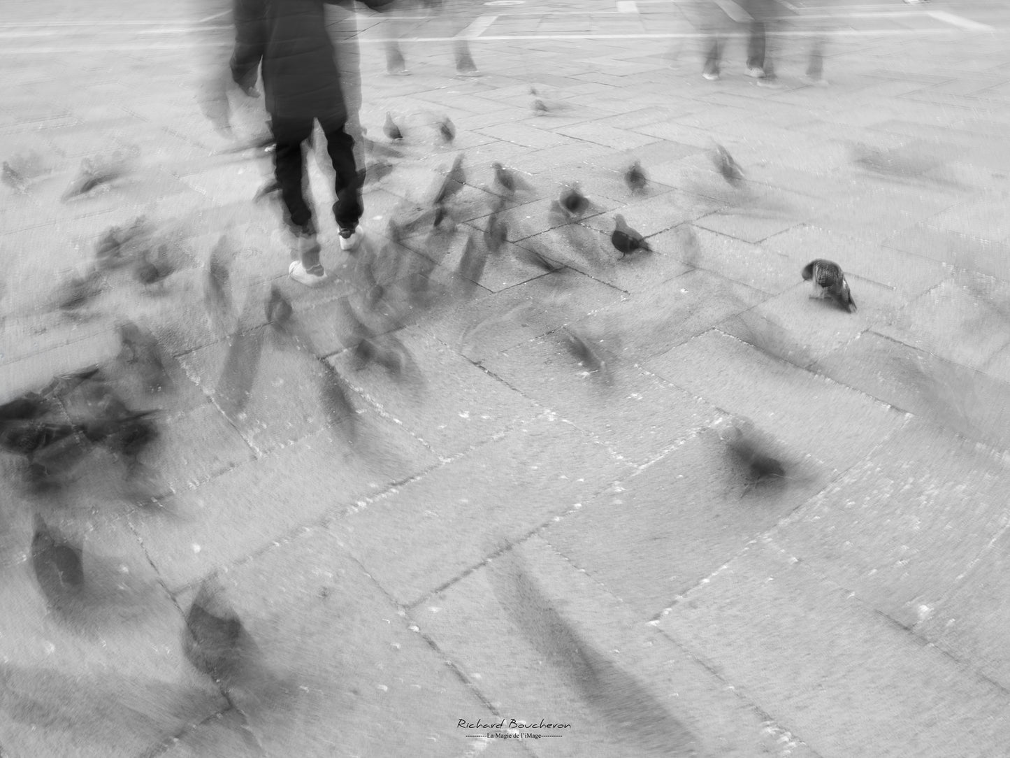 Pigeons in St. Mark's Square, Venice - Black and white photograph
