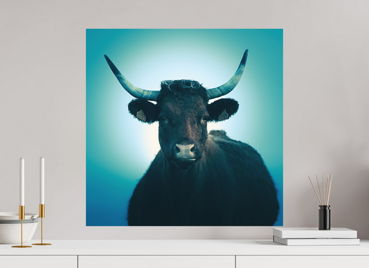 60 x 60 cm, Impression directe couleur ou noir et blanc sur plaque d'aluminium (Solidité-Durabilité) Vache Salers - Cantal - Auvergne - France