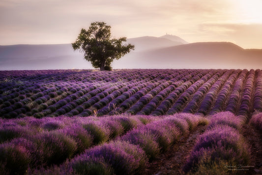 Lavandes en Provence Photo Artistique pour Décoration Murale