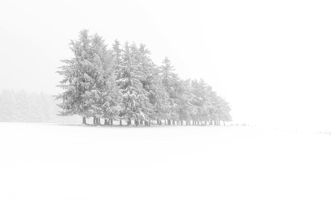 Sapins givrés Photo Artistique pour Décoration Murale