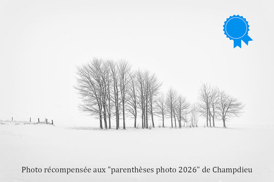 Arbres figés par l'hiver