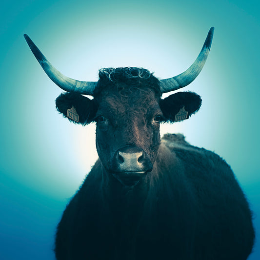 Vache Salers - Cantal - Auvergne - France
