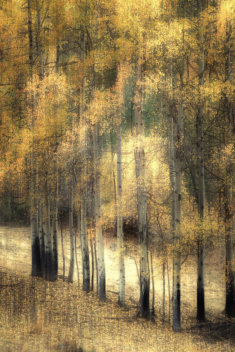 Autumn Birches BMI