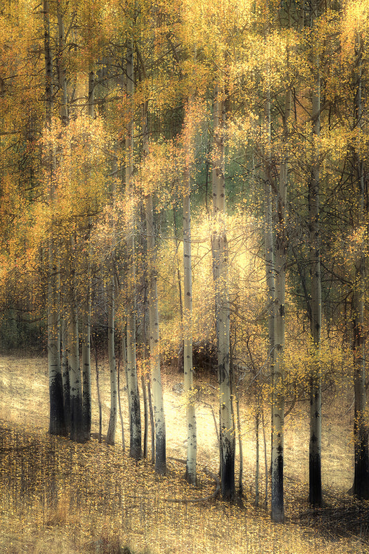 Bouleaux d'automne IMC