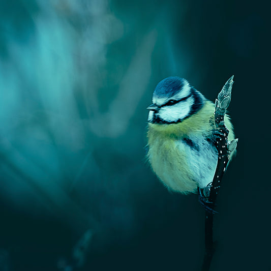 Main image Animal #3 Poster Photo Artistique pour Décoration Murale