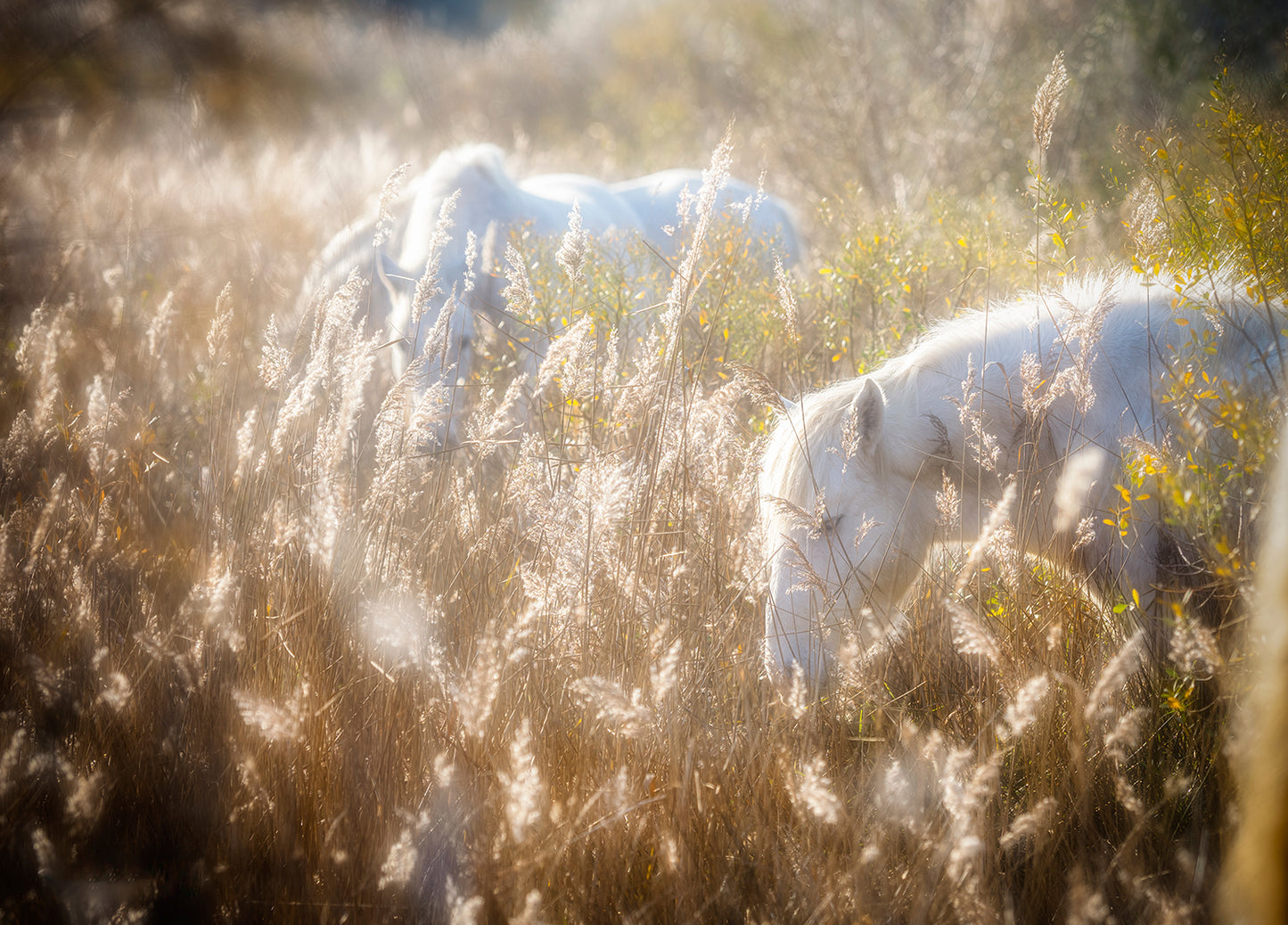 Camargue-Provence-France