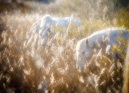 Camargais-Provence-France
