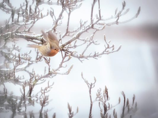 The Robin's Flight