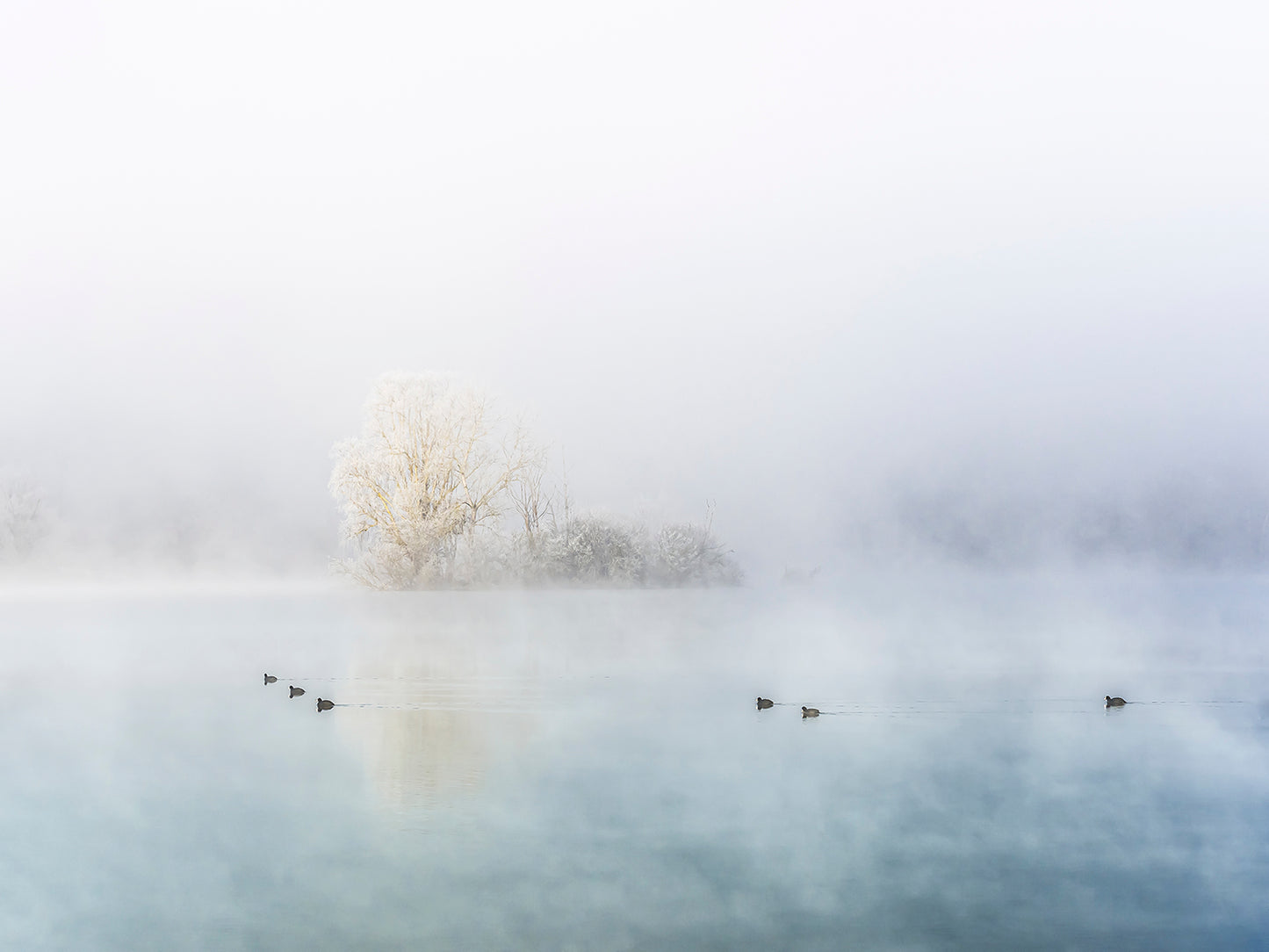 Winter procession of Eurasian coots on the lake