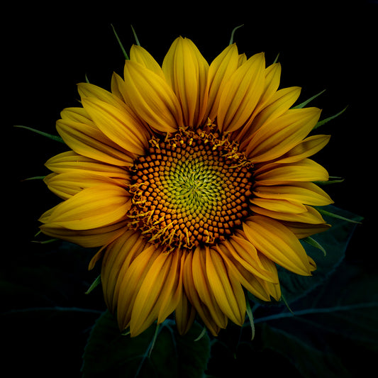 Coeur de tournesol