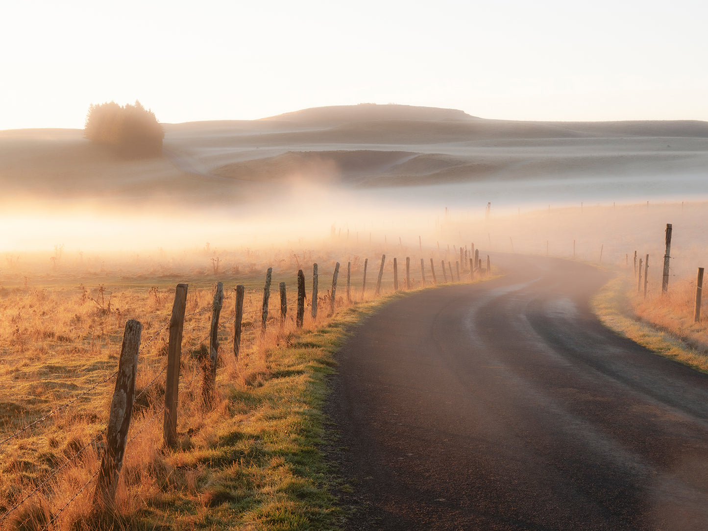 Road in the Golden Mist