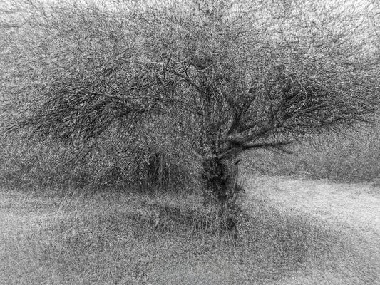 Main image Dreamlike vision #13 - Vision onirique #13 Poster Photo Artistique pour Décoration Murale