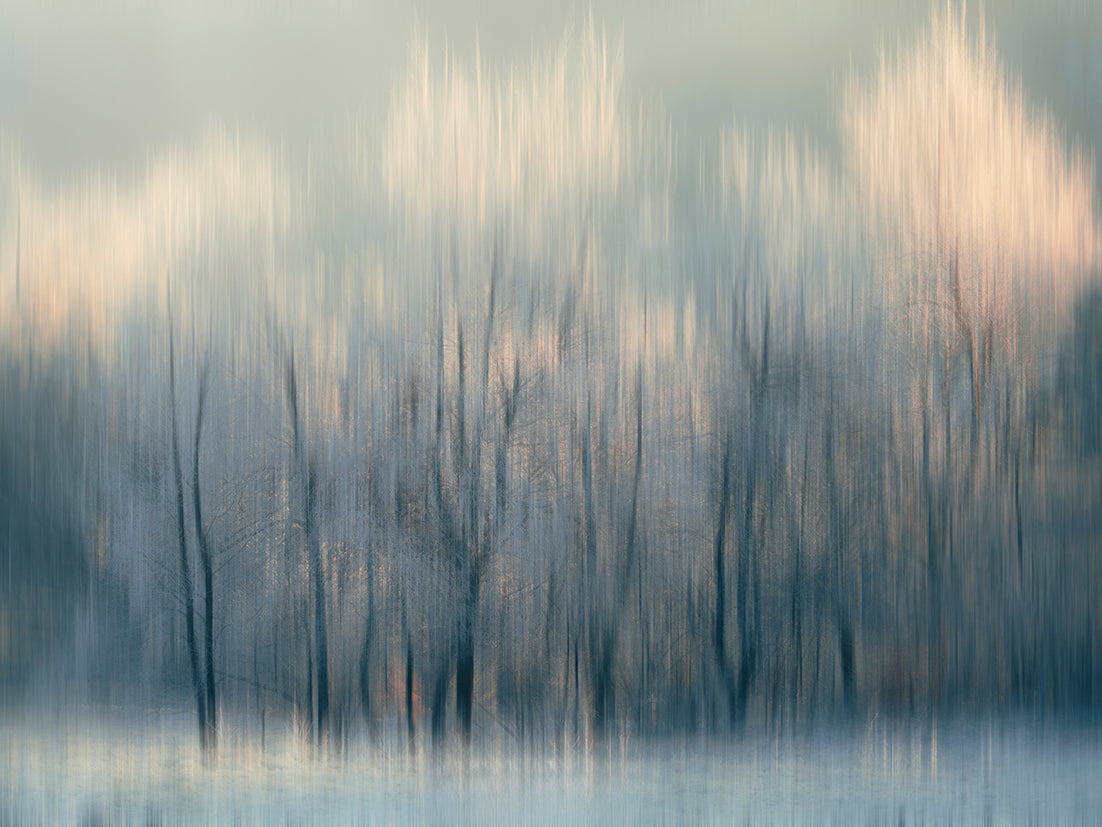 Effleurés par la lumière, arbres et lumière hivernale IMC