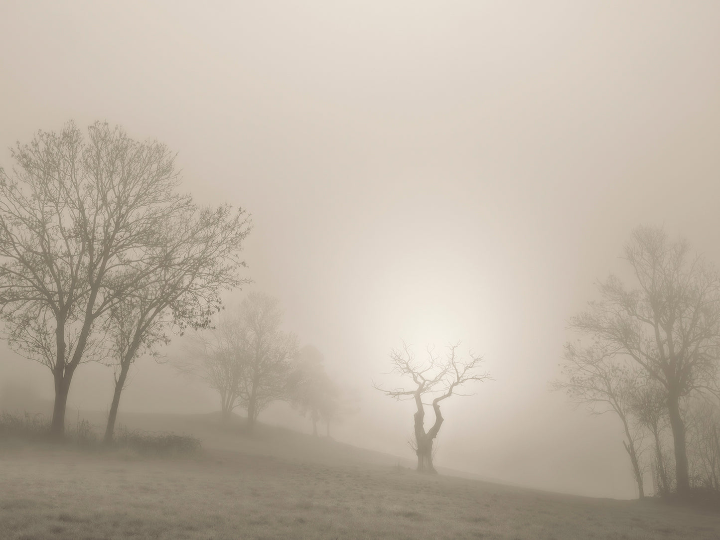 The ancestor, a tree standing alone in the soft morning light