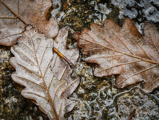 Texture d'automne