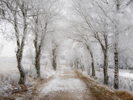 Main image Winter #8 - Hiver #8 Poster Photo Artistique pour Décoration Murale