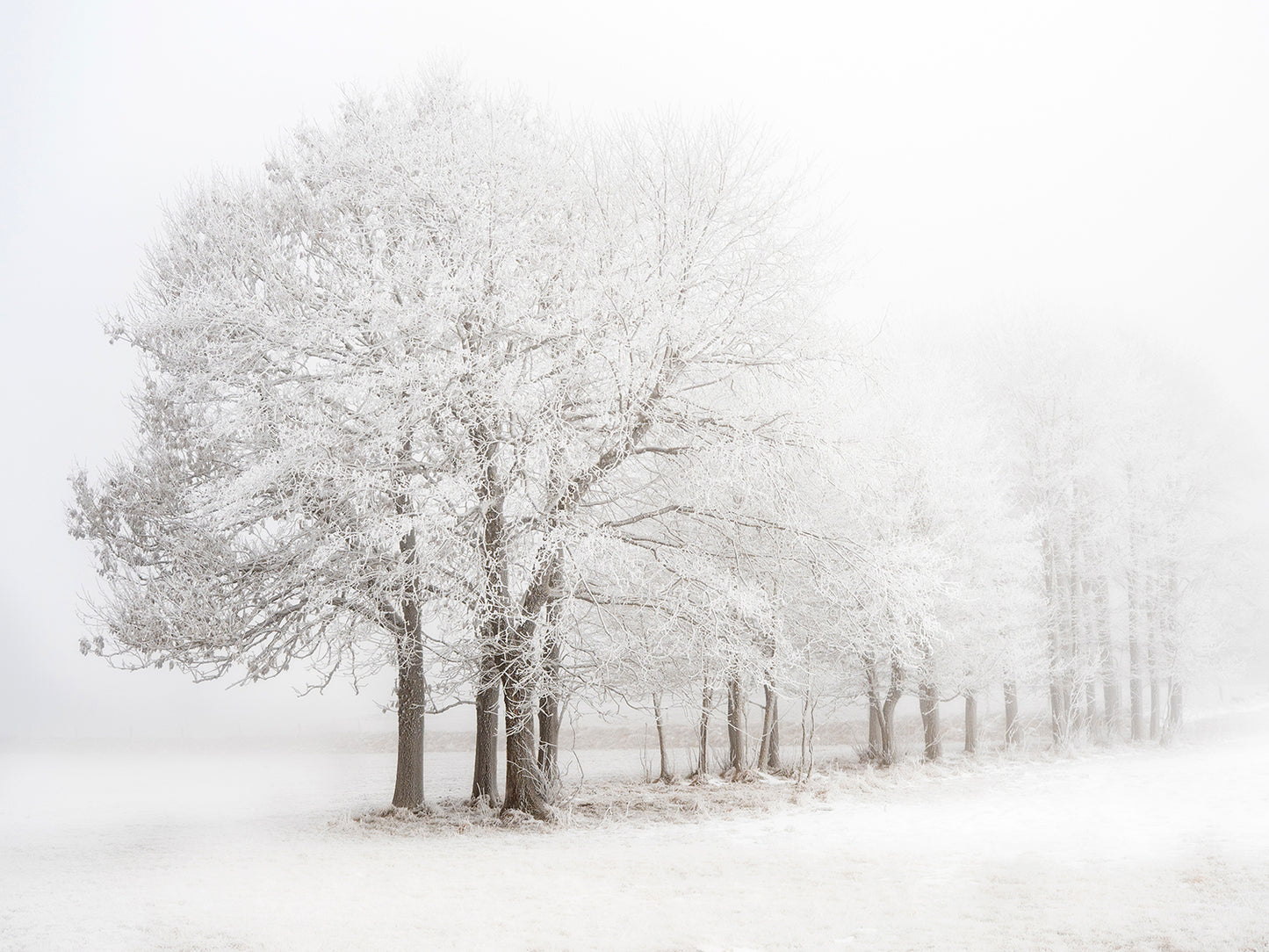 Frosted trees in a snowy, misty landscape