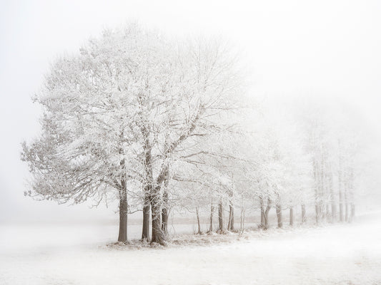 Arbres givrés dans un paysage enneigé et brumeux